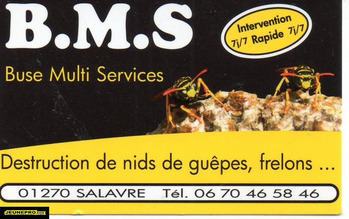 B M S destruction de nids de guêpes